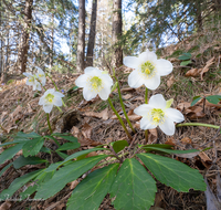 fileadmin/roha/images_galerie/Baum-natur-garten/Natur-Wildblumen-Landschaft/BL-SCHNEERO-0013-D-roha-Blumen-Schneerose-Fruehling-Helleborus-niger.png