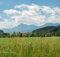 fileadmin/roha/images_galerie/orte_landschaft/Petting/LANDS-PET-0004-D-PS-roha-Landschaft-Petting-Hochstaufen-Zwiesel-Wimmern-Blumenwiese.png