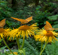 fileadmin/roha/images_galerie/Tiere/TIE-SCHMETT-KAIS-0034-D-roha-Tier-Schmetterling-Kaisermantel-Argynnis-paphia.png