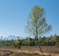 fileadmin/roha/images_galerie/orte_landschaft/Petting/Schoenramer-Moor/PE-SCHOENR-MOOR-0026-02-D-roha-Petting-Schoenramer-Moor-Fruehling-Hochstaufen-Zwiesel.png