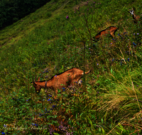 fileadmin/roha/images_galerie/Tiere/Kuh-Schaf-Pferd-Ziege/TIE-ZIEG-0011-D-roha-Tiere-Ziege-Steiner-Alm.png