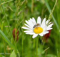 fileadmin/roha/images_galerie/Baum-natur-garten/Natur-Wildblumen-Landschaft/BL-WIESE-UF-0004-05-D-roha-Blumenwiese-Blutklee-Margerite-Biene.png