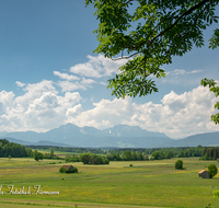 fileadmin/roha/images_galerie/orte_landschaft/Haarmoos/HAARM-0034-0-02-D-roha-Abtsdorf-Haarmoos-Zwiesel-Stadel-Fruehling-Blumenwiese-Hochstaufen-Zwiesel.png