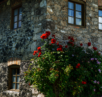 fileadmin/roha/images_galerie/Baum-natur-garten/Haus-Blumenschmuck-Deko/LANDA-ROSE-HAUS-LAUF-0001-D-roha-Landart-Fenster-Schlackestein-Rose.png