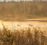 fileadmin/roha/images_galerie/orte_landschaft/Ainring/SO-AU-AIN-MOOR-SEE-0001-D-roha-Sonnenaufgang-Ainring-Moor-See-Schwan.png