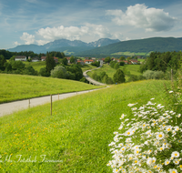 fileadmin/roha/images_galerie/orte_landschaft/Teisendorf/TEI-GUMP-0001-D-roha-Teisendorf-Gumperting-Starz-Hochstaufen-Zwiesel-Margerite.png