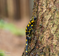 fileadmin/roha/images_galerie/Tiere/TIE-FEU-SAL-0001-D-roha-Tier-Amphibie-Feuersalamander-Salamandra-Wald-Fichte.png