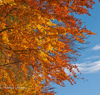 fileadmin/roha/images_galerie/Baum-natur-garten/Baeume/BAUM-HERBST-0016-D-roha-Baum-Wald-Herbst-Buche.png