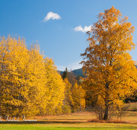 fileadmin/roha/images_galerie/Baum-natur-garten/Baeume/BAUM-WALD-HERB-0002-D-roha-Baum-Wald-Herbst-Weitmoos-Siegsdorf-Birke.png