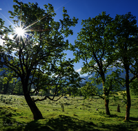 fileadmin/roha/images_galerie/orte_landschaft/Berchtesgaden/Ramsau/BGD-RA-LAN-0036-0-01-D-roha-Berchtesgaden-Ramsau-Landschaft-Almwiese.png