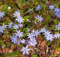 fileadmin/roha/images_galerie/Baum-natur-garten/Natur-Wildblumen-Landschaft/BL-LEB-0005-D-roha-Blumen-Wildblumen-Leberbluemchen-Hepatica-nobilis.png