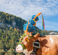 fileadmin/roha/images_galerie/brauchtum/Almabtrieb/Almabtrieb-Koenigssee/BR-ALMAB-BGD-2015-1054-01-D-roha-Brauchtum-Almabtrieb-Koenigssee-Salet-Schoenau-Fuikl-Kuh-Glocke.png