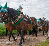 fileadmin/roha/images_galerie/brauchtum/Leonhardiritt/Holzhausen_01/BR-PFRI-HOLZ-2015-0067-1047-03-D-roha-Brauchtum-Pferdeumritt-Holzhausen-Teisendorf-Leonhardiritt-Gespann.png