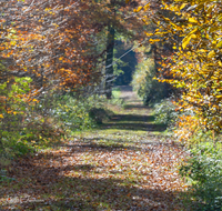 fileadmin/roha/images_galerie/orte_landschaft/Laufen/Osinger-Wald/LAUF-OSI-WA-0001-1201-D-roha-Laufen-Osinger-Wald-Lehrpfad-Weg.png