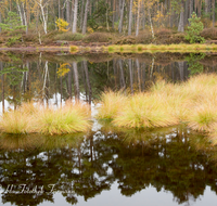 fileadmin/roha/images_galerie/orte_landschaft/Petting/Schoenramer-Moor/PE-SCHOENR-MOOR-0020-05-D-roha-Petting-Schoenramer-Moor-Herbst-Wasser-Moos.png