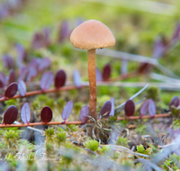 fileadmin/roha/images_galerie/orte_landschaft/Petting/Schoenramer-Moor/PE-SCHOENR-MOOR-0020-12-D-roha-Petting-Schoenramer-Moor-Herbst-Lacktrichterling-Laccaria-laccata.png