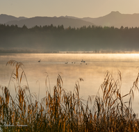 fileadmin/roha/images_galerie/orte_landschaft/Ainring/SO-AU-AIN-MOOR-SEE-0014-D-roha-Sonnenaufgang-Ainring-Moor-See-Schwan.png