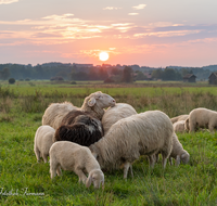 fileadmin/roha/images_galerie/orte_landschaft/Haarmoos/TIE-SCHAF-HAARM-SO-0001-1903-D-roha-Tiere-Schaf-Sonnenuntergang-Haarmoos.png