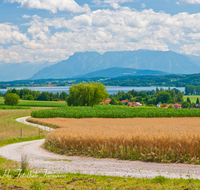 fileadmin/roha/images_galerie/wege/WAG-SEE-0005-3-D-roha-Waginger-See-Panorama-Bicheln-Untersberg-Hochstaufen-Zwiesel-Weg-Getreide-Feld-Hafer.png