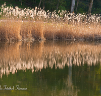 fileadmin/roha/images_galerie/wasser/AN-HOE-FRUEH-0005-D-roha-Anger-Hoeglwoerth-Fruehling-Wald-Spiegelung-Stimmung-Wasser-Schilf.png