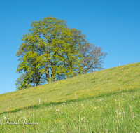 fileadmin/roha/images_galerie/Baum-natur-garten/Baeume/BAUM-EICHE-0019-D-roha-Baum-Eiche-Blumenwiese-Fruehling-Anger-Strobl-Alm.png