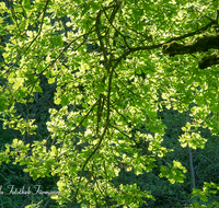 fileadmin/roha/images_galerie/Baum-natur-garten/Baeume/BAUM-EICHE-0020-D-roha-Baum-Eiche-Blatt-Stimmung.png