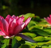 fileadmin/roha/Lieblingsbilder-making/BL-WAS-SEER-0006-D-roha-Blumen-Wasser-Teich-Seerose-rot-Nymphaea.png