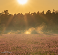 fileadmin/roha/images_galerie/Baum-natur-garten/Natur-Wildblumen-Landschaft/BL-WIESE-TEIS-PAT-SO-0001-D-M-roha-Blumenwiese-Patting-Teisendorf-Sonnenaufgang.png