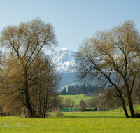 fileadmin/roha/images_galerie/orte_landschaft/Teisendorf/IN-LANDS-Teisendorf/LANDS-TEIS-ALM-0030-D-roha-Landschaft-Teisendorf-Hochstaufen.png