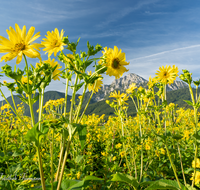 fileadmin/roha/images_galerie/Landwirtschaft/LANDW-FELD-SILV-0005-D-roha-Landwirtschaft-Durchwachsene-Silphie-Biene-Anger-Pfingstl-Hochstaufen.png