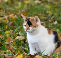 fileadmin/roha/images_galerie/Tiere/TIE-KATZ-0030-D-roha-Tiere-Katze-Fauna-Herbst-Laub.png