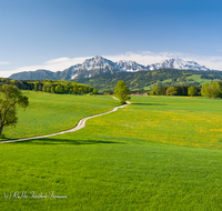 fileadmin/roha/images_galerie/orte_landschaft/Anger/Anger/Anger-Landschaft/LANDS-ANG-STEINH-0007-D-P-roha-Landschaft-Anger-Steinhoegl-Hochstaufen-Weg-Fruehling.png