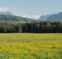 fileadmin/roha/images_galerie/orte_landschaft/Teisendorf/IN-LANDS-Teisendorf/LANDS-TEIS-PUN-0038-D-roha-Landschaft-Teisendorf-Punschern-Untersberg-Lattengebirge.png