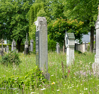 fileadmin/roha/images_galerie/orte_landschaft/Laufen/Klosterfriedhof/LAUF-KAPUZ-KI-0002-D-roha-Laufen-Kapuzinerkloster-Friedhof-Blumenwiese.png