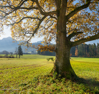 fileadmin/roha/images_galerie/orte_landschaft/Anger/Anger/AN-LANDS-0001-120-D-roha-Anger-Landschaft-Eiche-Herbst-Steinhoegl.png