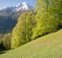 fileadmin/roha/images_galerie/orte_landschaft/Berchtesgaden/Watzmann/BGD-WATZ-0036-D-roha-Berchtesgaden-Ramsau-Gertsreit-Watzmann-Gipfel-Fruehling-Schnee-Buchen-Wald.png