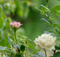 fileadmin/roha/images_galerie/Baum-natur-garten/Blumengarten-Blumen/BL-HAUSG-ROSE-0060-D-roha-Blumen-Hausgarten-Rose.png