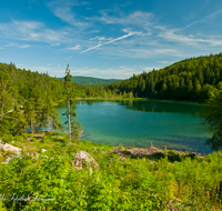 fileadmin/roha/images_galerie/orte_landschaft/Inzell/INZ-FRILL-0018-D-roha-Inzell-Frillensee-Zwiesel-Biotop-Naturschutz-Wasser-See.png