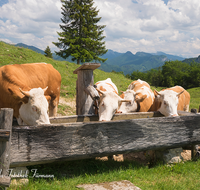 fileadmin/roha/reportagen/Die-Milch-Machts/SCHLECH-OBER-BRU-ALM-KU-0003-D-M-roha-Schleching-Oberauer-Brunst-Alm-Kuehe-Brunnen.png