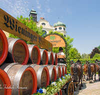 fileadmin/roha/images_galerie/orte_landschaft/Teisendorf/Teisendorf-Markt/WIENINGER-BRAU-GESPANN-0005-01-D-M-roha-Teisendorf-Wieninger-Brauerei-Gespann-Bier-Fass-Pferd.png