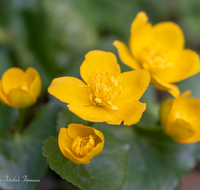 fileadmin/roha/images_galerie/Baum-natur-garten/Natur-Wildblumen-Landschaft/BL-SUMPF-0004-D-roha-Blumen-Sumpfdotterblume-Caltha-palustris.png