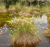 fileadmin/roha/images_galerie/orte_landschaft/Petting/Schoenramer-Moor/PE-SCHOENR-MOOR-0020-00-6-D-roha-Petting-Schoenramer-Moor-See-Fruehjahr-Wasser-Binsen.png