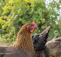 fileadmin/roha/images_galerie/Tiere/TIE-VOEG-HUHN-0061-D-roha-Tiere-Huhn-Henne-Gockel-Vogel.png