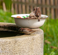 fileadmin/roha/images_galerie/Tiere/TIE-VOEG-SPATZ-0003-D-roha-Tiere-Voegel-Spatz-Haussperling-Wasser.png