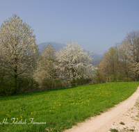 fileadmin/roha/images_galerie/wege/WEGE-ANG-0007-D-roha-Weg-Strasse-Anger-Hoeglwoerth-Fruehling.png