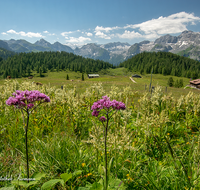 fileadmin/roha/images_galerie/orte_landschaft/Berchtesgaden/Jenner-Schoenau/BGD-JENN-GOTZ-0007-D-roha-Berchtesgaden-Jenner-Gotzen-Alm-Kuh-Steinernes-Meer.png