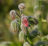 fileadmin/roha/images_galerie/Baum-natur-garten/Gemuese-Garten-Kraeuter-neu/BL-HAUSG-BORR-0003-D-roha-Blumen-Hausgarten-Borretsch-Gewuerz-Kraut.png