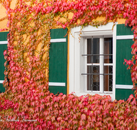 fileadmin/roha/images_galerie/Fenster-Tueren/LANDA-FENST-AUFH-0001-D-ADH-roha-Landart-Fenster-Fensterkreuz-Fensterladen-Wilder-Wein-Herbst-Aufham.png