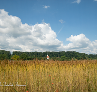 fileadmin/roha/images_galerie/Landwirtschaft/LAUF-NIEDERH-0006-D-roha-Laufen-Niederheining-Laufener-Landweizen-Getreide.png