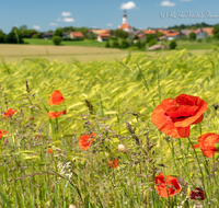 fileadmin/roha/images_galerie/Hintergrund-Download/1280x1024/SAAL-0032-D-roha-Saaldorf-Getreidefeld-Klatsch-Mohn-Kirche-Papaver-rhoeas.png